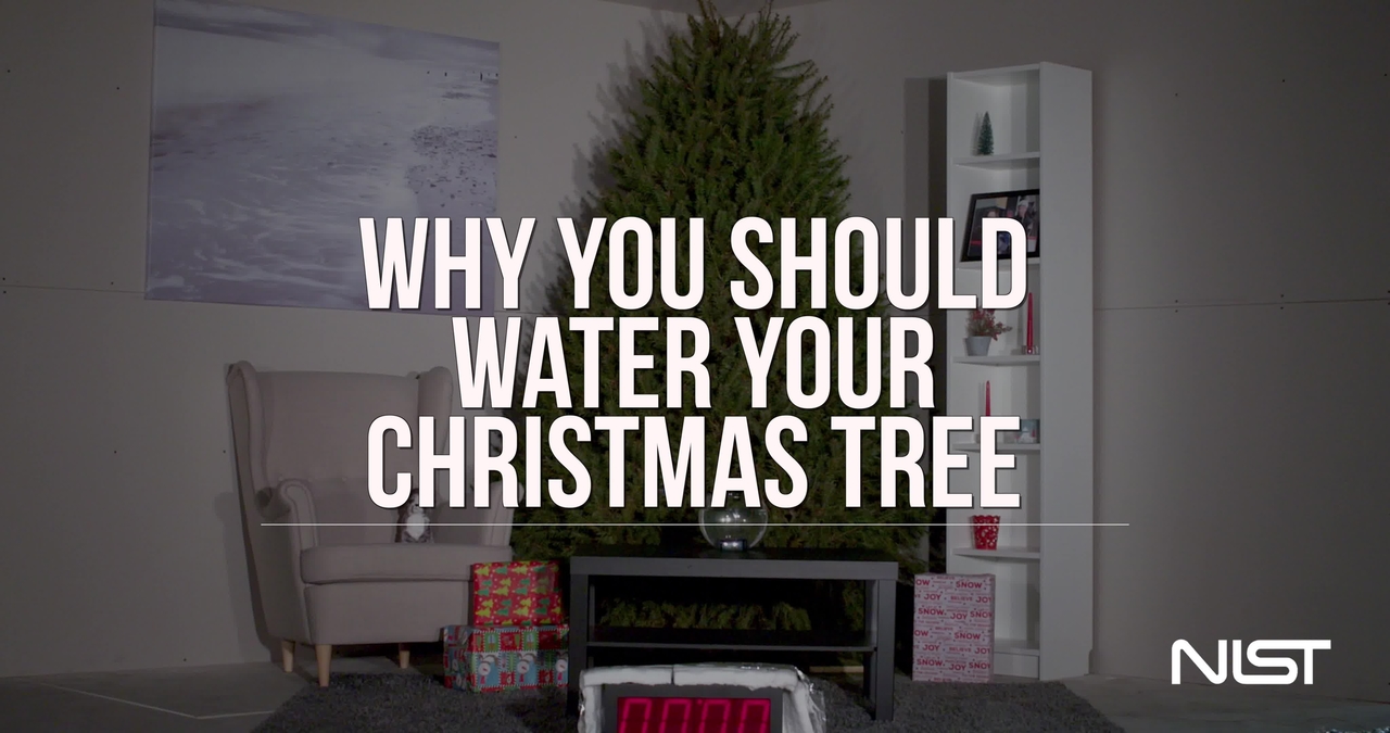 Why You Should Water Your Christmas Tree