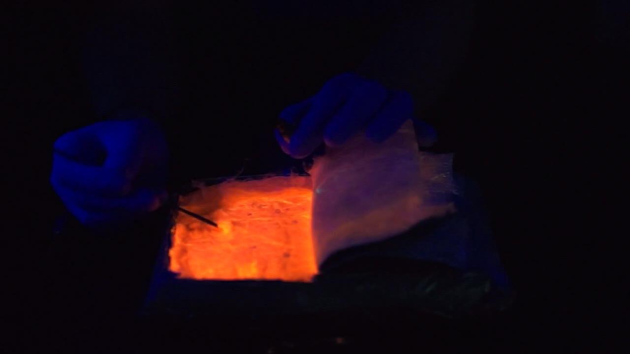 List of Things That Glow Under Black Light