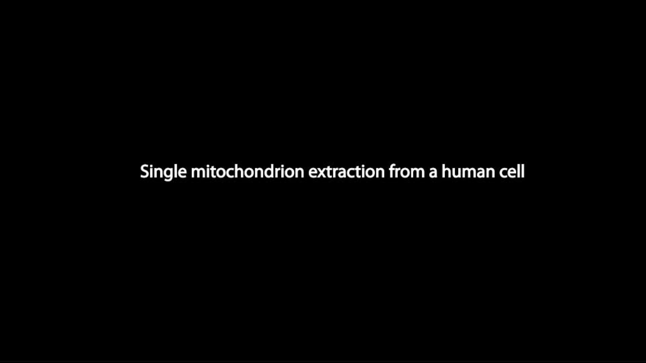 Single mitochondrion extraction from a human cell