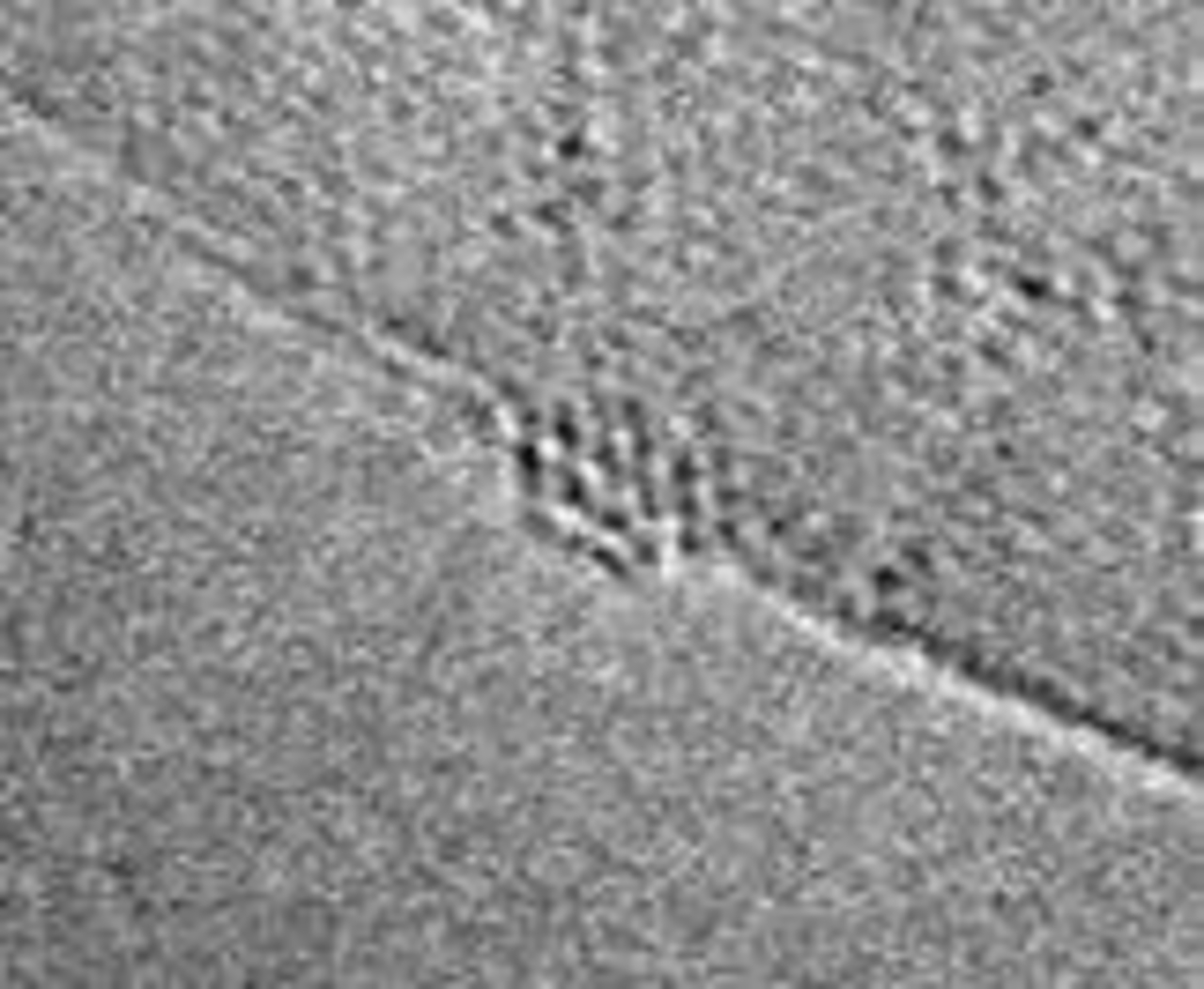 Growth of nascent nanotubes on cobalt