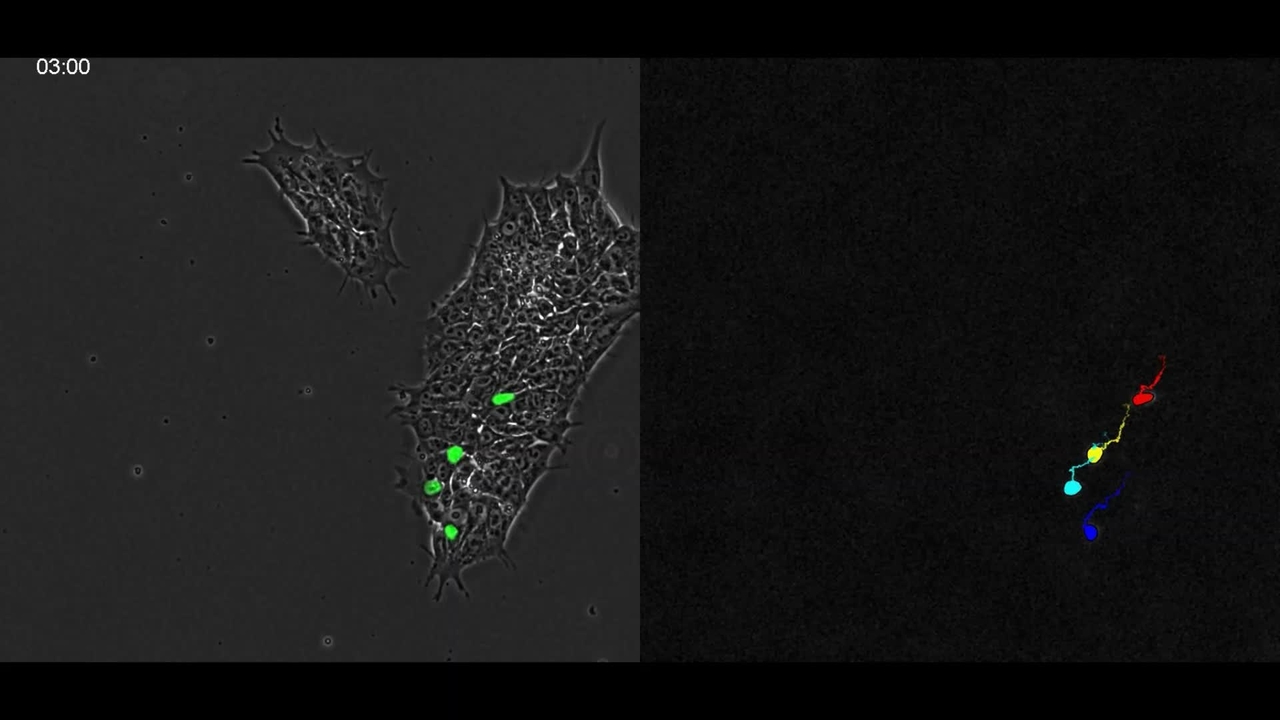 Cell Populations With a Fraction of Labelled Cells