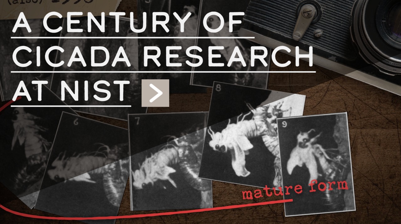 A Century of Cicada Research at NIST
