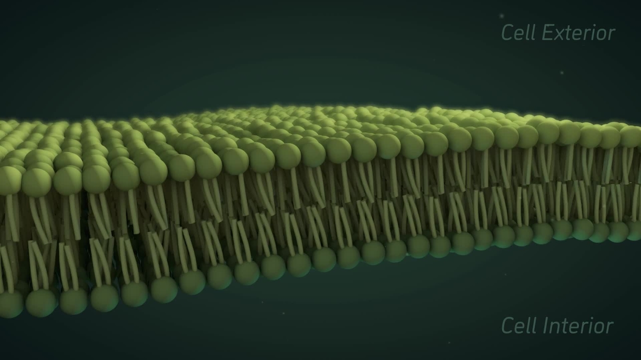 Cell Membrane Viscosity