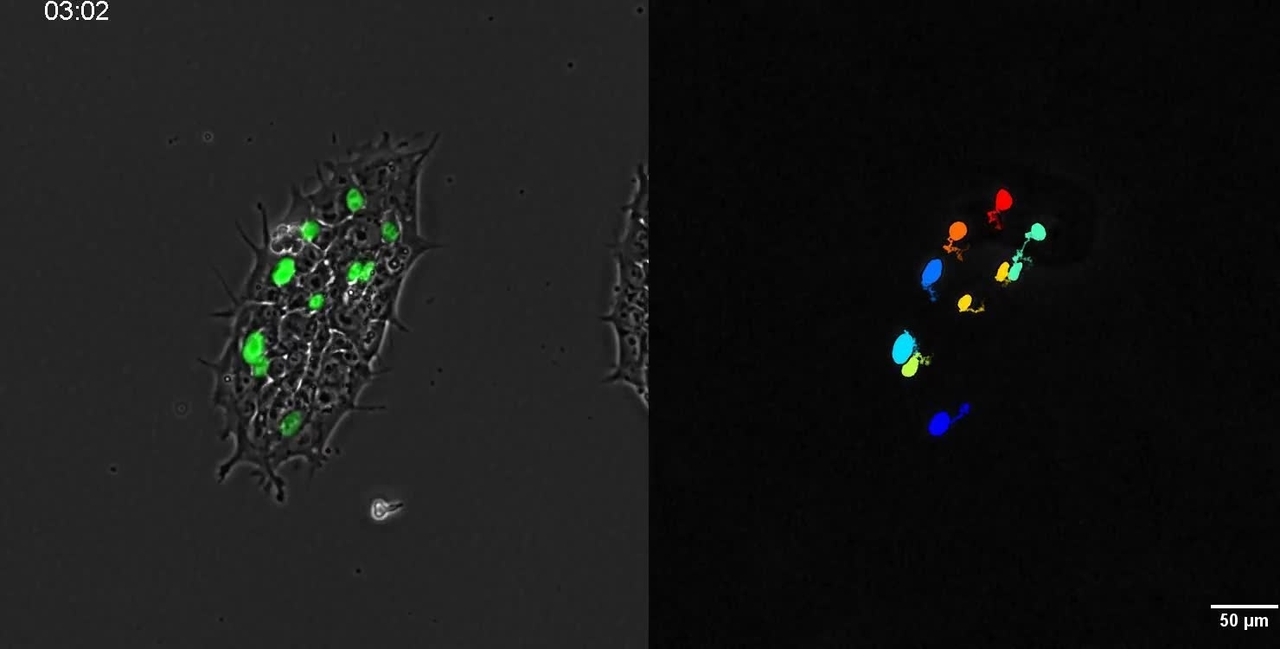 WSDOM Images and Cell Tracks