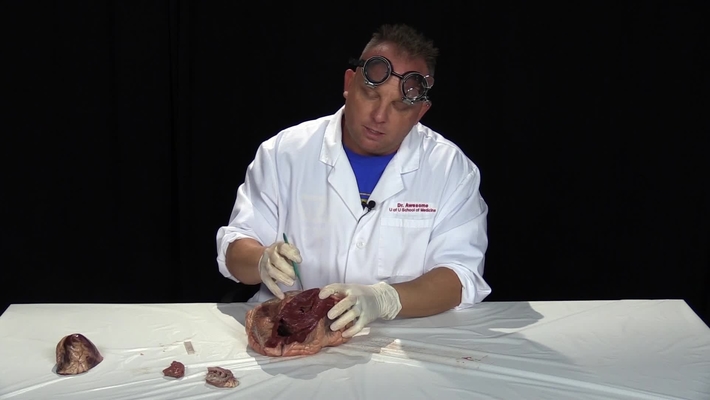 In Studio Heart Dissection Demonstration