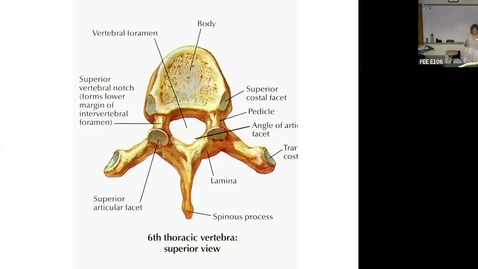 Thumbnail for Principles of Manual Medicine