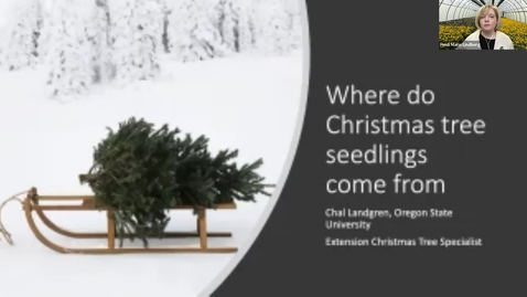 Thumbnail for entry Where Do Christmas Tree Seedlings Come From? 