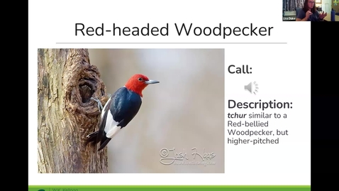 Thumbnail for entry Birds and Coffee Chat - Woodpeckers 