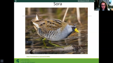 Thumbnail for Birds and Coffee  - Rallidae Family