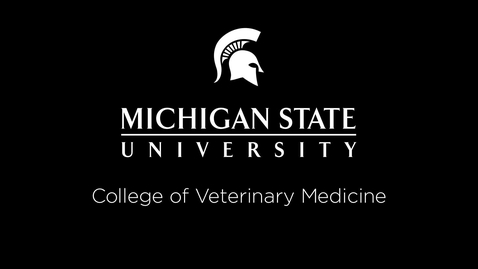 Thumbnail for entry VM 516-Canine stifle and distal structures of hind limb palpation (cadaver video)