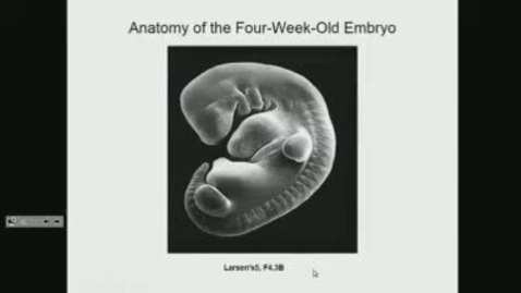 Thumbnail for ANTR510 (010) Embryology of the Head &amp; Neck