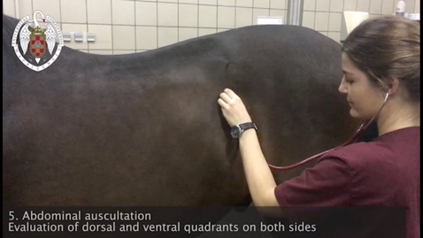 Thumbnail for entry Physical examination of the horse