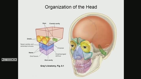 Thumbnail for ANTR510 (008) Introduction to the Head &amp; Neck