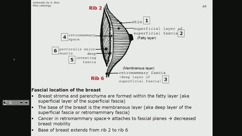 Antr510 027 Anatomy Of The Breast Msu Mediaspace