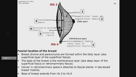 Thumbnail for entry ANTR510 (027) Anatomy of the Breast