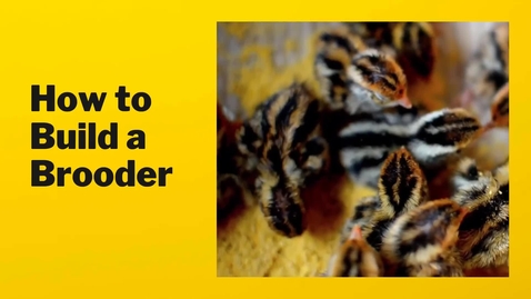 Thumbnail for Backyard Chicken Brooder Setup