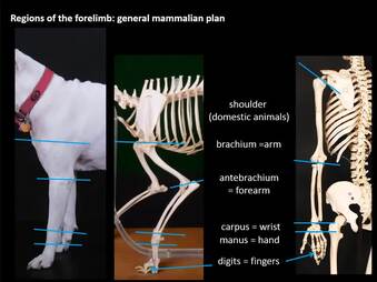 regions of the arm