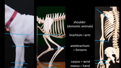 Thumbnail for entry VM 516 Intro to forelimb bones Video presentation