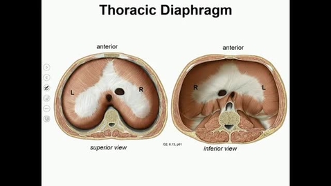 Thumbnail for entry ANTR510 (012) Anatomy of Diaphragmatic Function