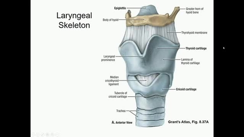 Thumbnail for entry ANTR510 (011) Laryngeal Function &amp; Swallowing
