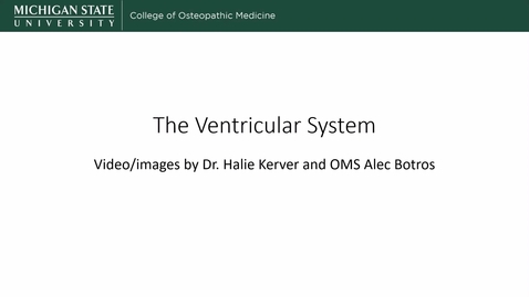 Thumbnail for entry Ventricular System - Kerver
