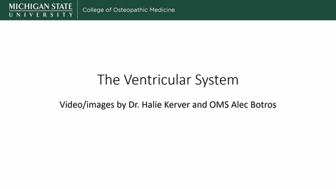 Thumbnail for Ventricular System - Kerver