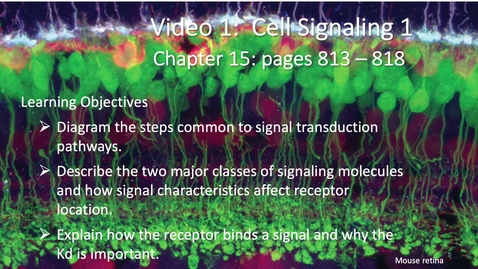 Thumbnail for entry 011 Video 1-Cell Signaling 1