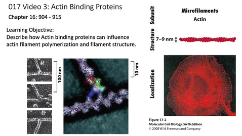 Thumbnail for 017 Video 3_Actin Binding Proteins