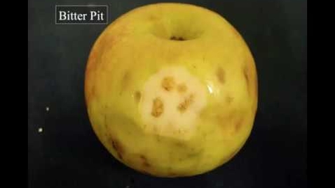 Thumbnail for entry Causes and control of internal browning in Honeycrisp and bitter pit management