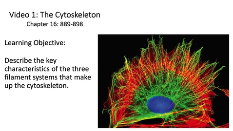 Thumbnail for entry 017 Video 1 The cytoskeleton