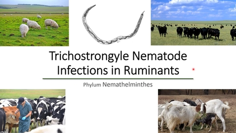 Thumbnail for entry VM 530-Trichostrongyle Nematode Infections in Ruminants-Phylum Nemathelminthes-Mansfield