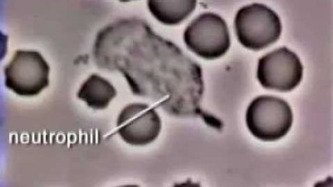 Thumbnail for entry VM 523-Neutrophil Phagocytosis - White Blood Cell Eats Staphylococcus Aureus Bacteria