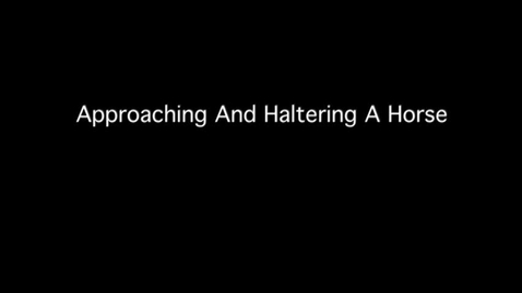 Thumbnail for VM 515-Haltering a Horse