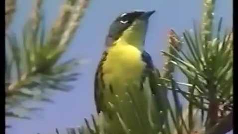 Thumbnail for The Kirtland's Warbler