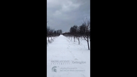 Thumbnail for Evaluating apple and cherry bud cold hardiness and low temperature injury