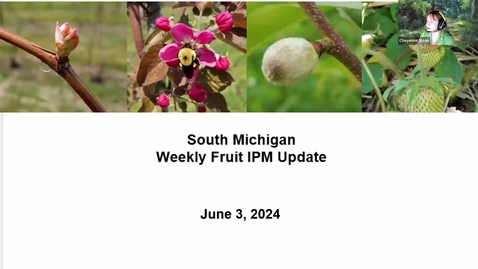 Thumbnail for South Michigan Fruit IPM Update June 3, 2024