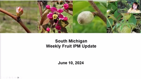 Thumbnail for South Michigan Fruit IPM Update June 10, 2024