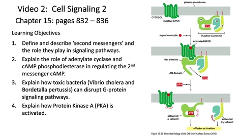 Thumbnail for 012 Video 2 G-protein Coupled Receptors 2