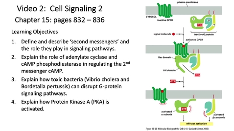 Thumbnail for entry 012 Video 2 G-protein Coupled Receptors 2