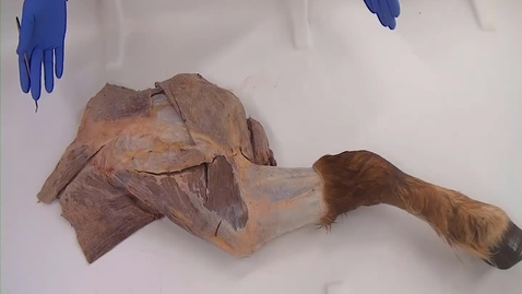 Thumbnail for entry VM 516 Horse forelimb extrinsic m, leg removed from body (Dissection)