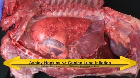 Thumbnail for entry VM 520 Canine lung inflation w positive pressure Dissection video