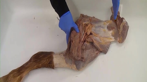 Thumbnail for entry VM 516 Nerves of the equine brachial plexus (Dissection video)