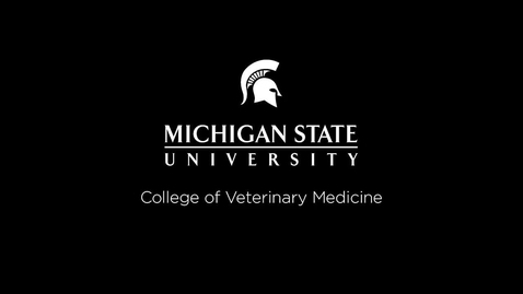 Thumbnail for entry VM 569-Canine Ortho Exam