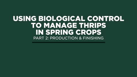 Thumbnail for Using Biological Control to Manage Thrips in Spring Crops - Part 2: Production &amp; Finishing