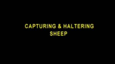 Thumbnail for entry Capturing &amp; Haltering Sheep