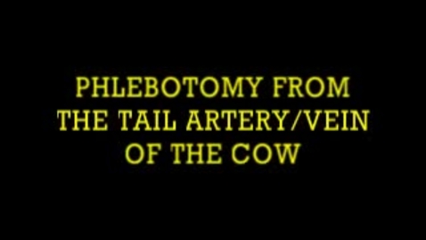 Thumbnail for entry bovine phlebotomy