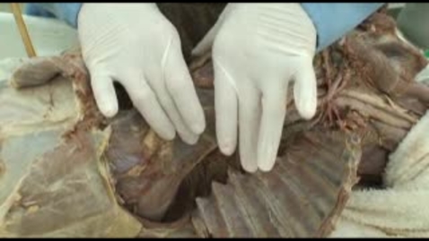Thumbnail for entry VM 518-Pericardium and heart in situ - coronary arteries (dog dissection)
