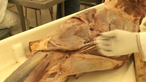 Thumbnail for entry VM 516-Equine forelimb muscles 2.mp4