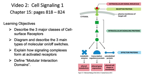 Thumbnail for entry 011 Video 2 Cell Signaling 1A
