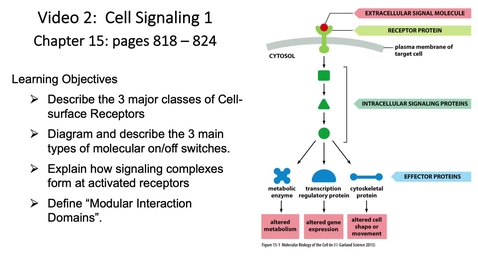 Thumbnail for 011 Video 2 Cell Signaling 1A